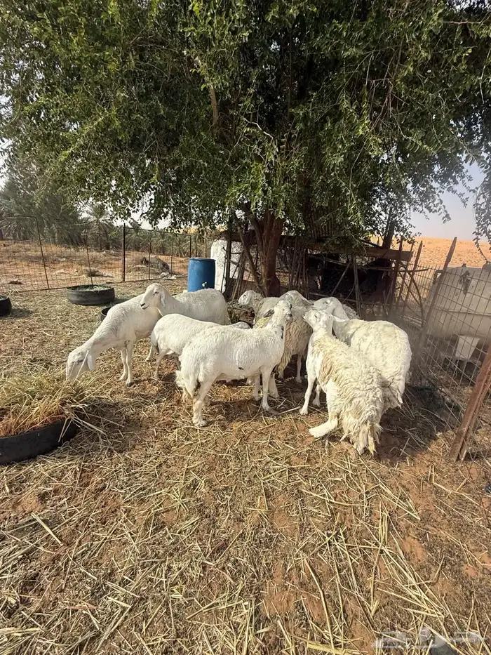 شياه حري مظريع 0