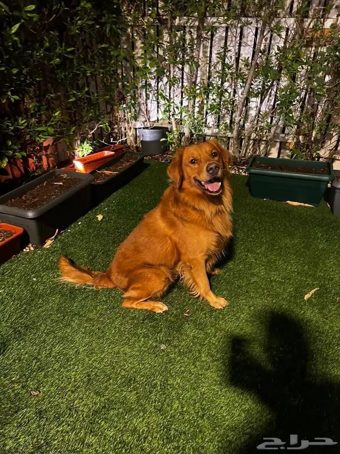 كلب قولدن ريتريفر 0