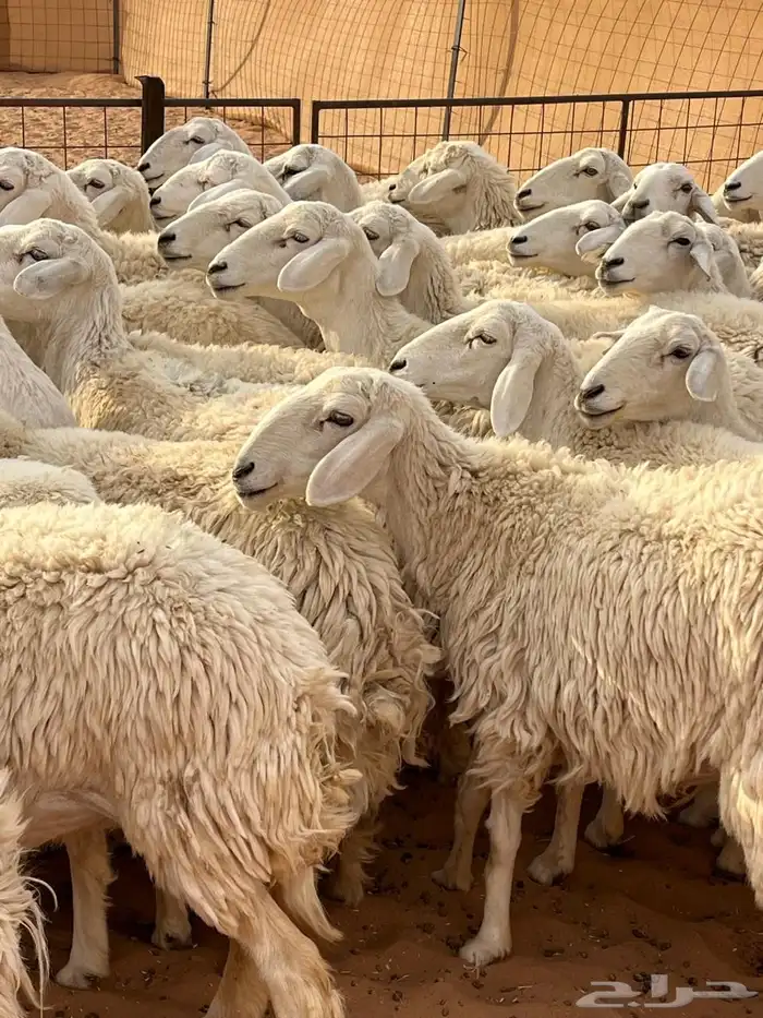 مراح حريات 3