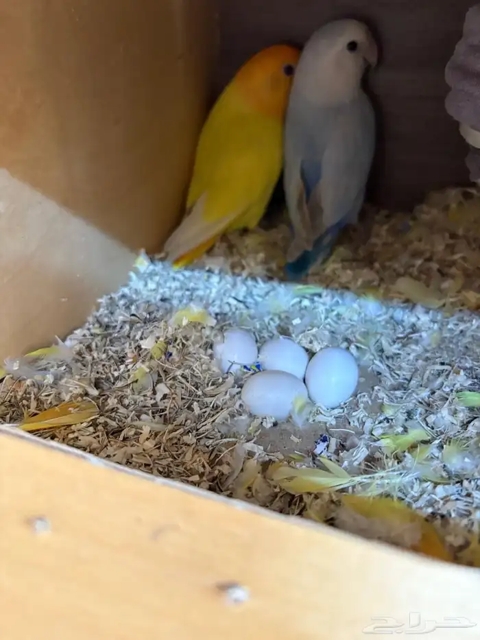 للبيع روز منتجين 0