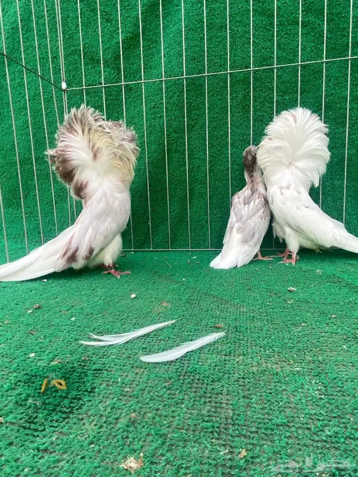 جوز جاكوبين 2