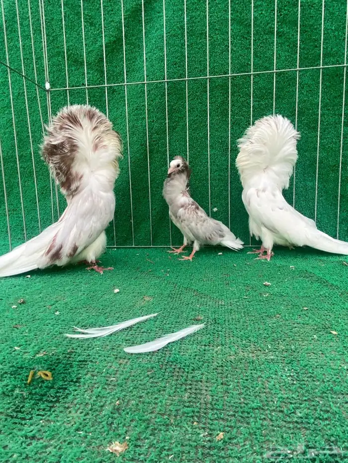 جوز جاكوبين 1