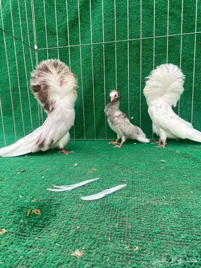 جوز جاكوبين 0