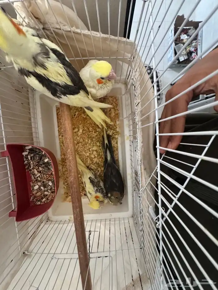 فروخ كروان نهاية غر 1