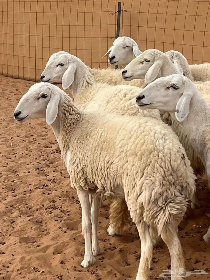 مراح حريات 0