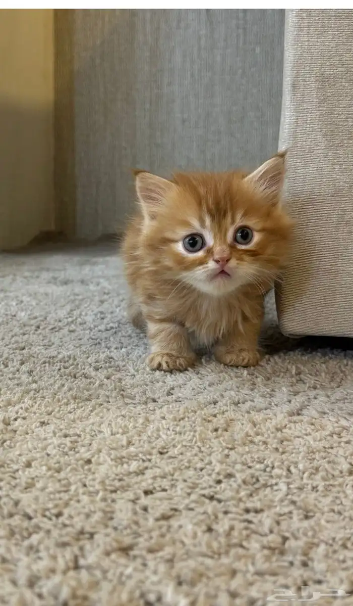 قطط شيرازي للبيع 4