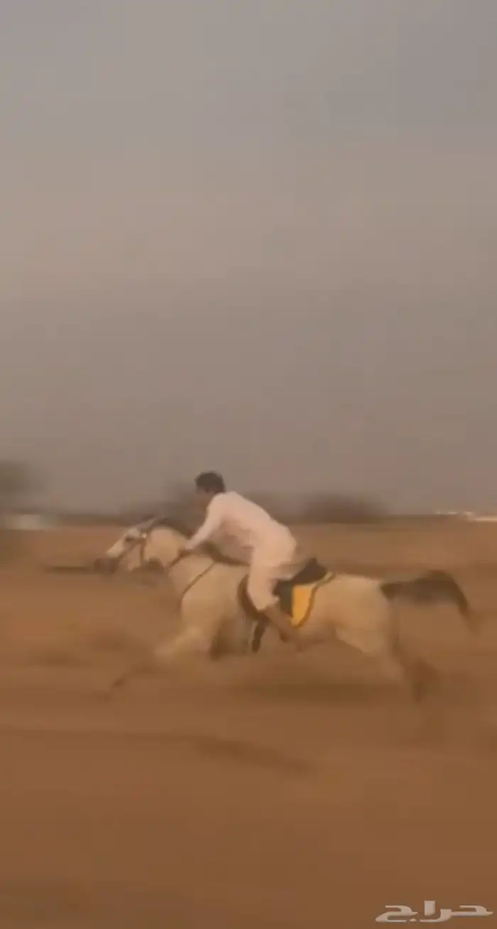 حصان سباق شعبي شرط العمر ثلاثة سنين 3