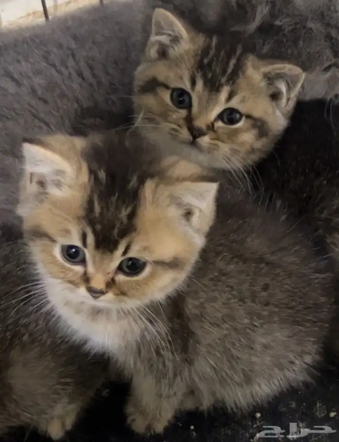 كيتن سكوتش ستريت وسكوتش فولد بيور للبيع 1