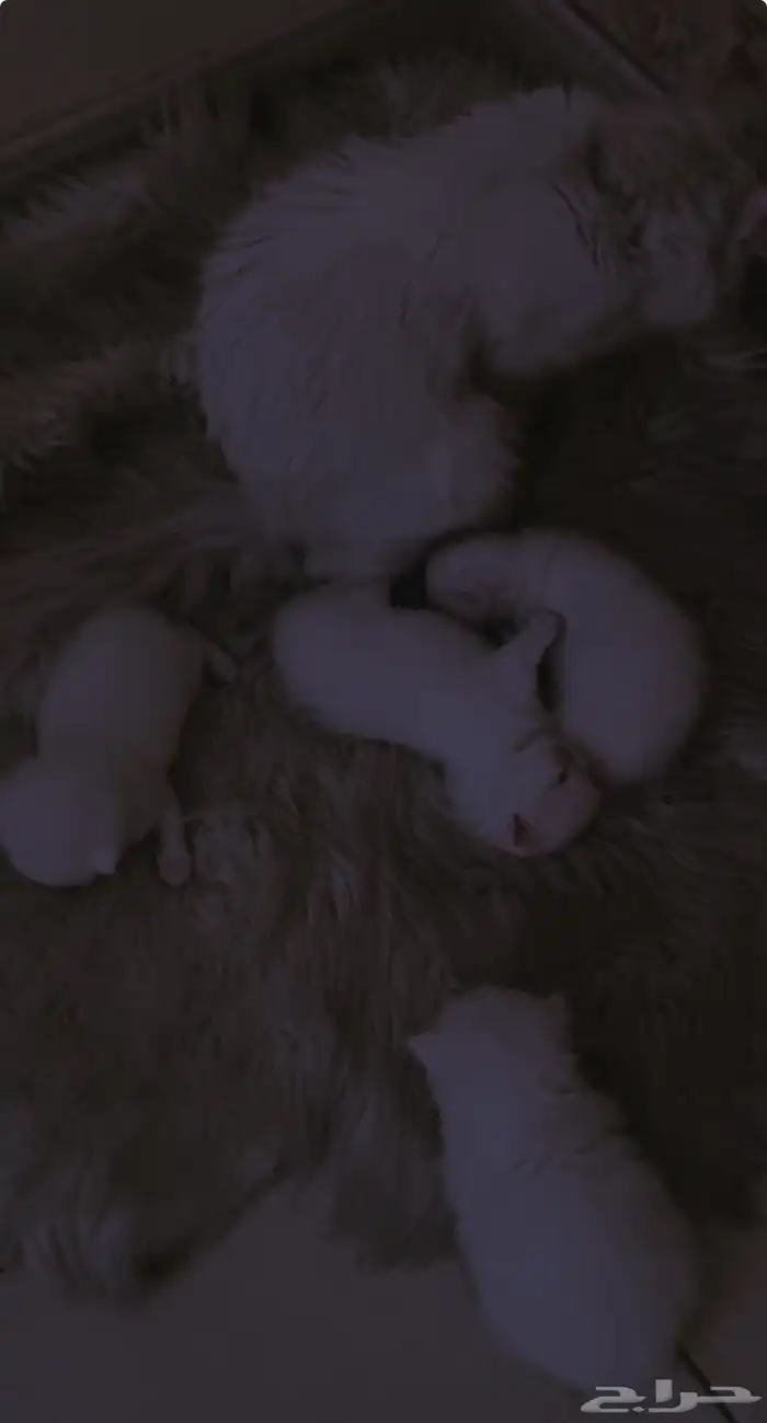 كيتنز للبيع 1