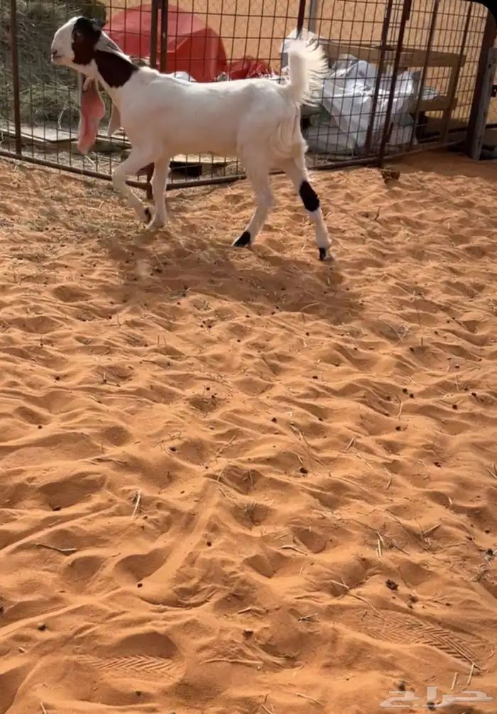 جفره مطوره صنف 0