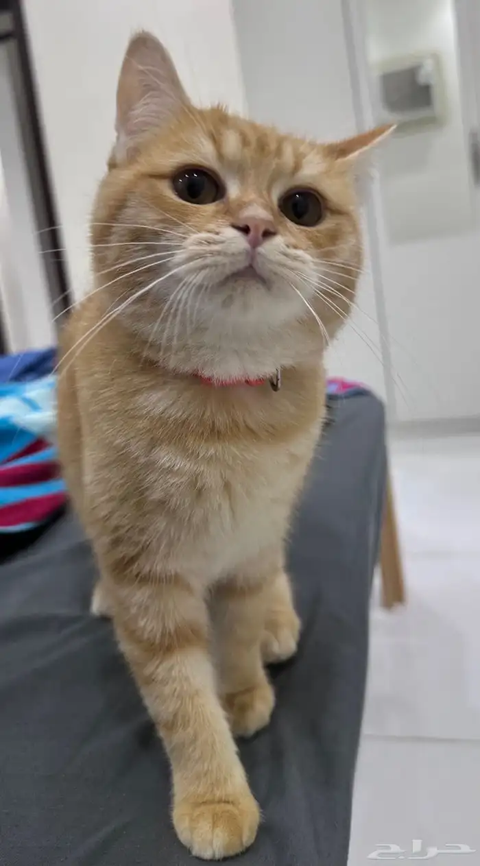 قط ذكر للتبني 1