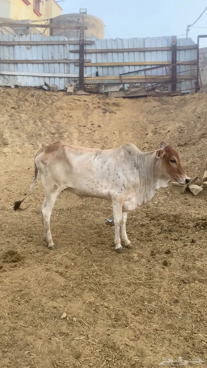 للبيع ثلاث خبيش الموقع هروب على السوم 0