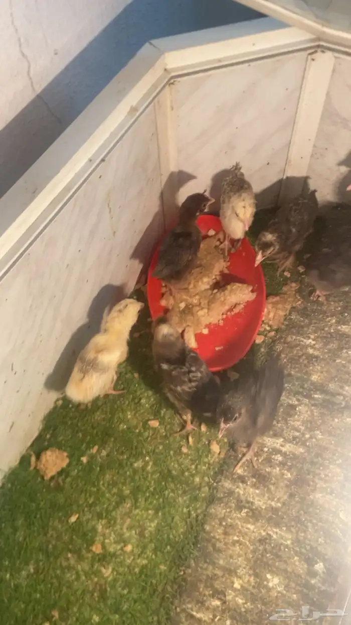 صيصان للبيع على السوم 2