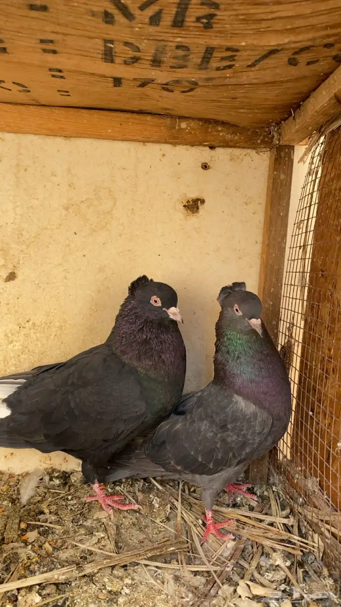 للبيع جوز قلابي معه فرخ 3