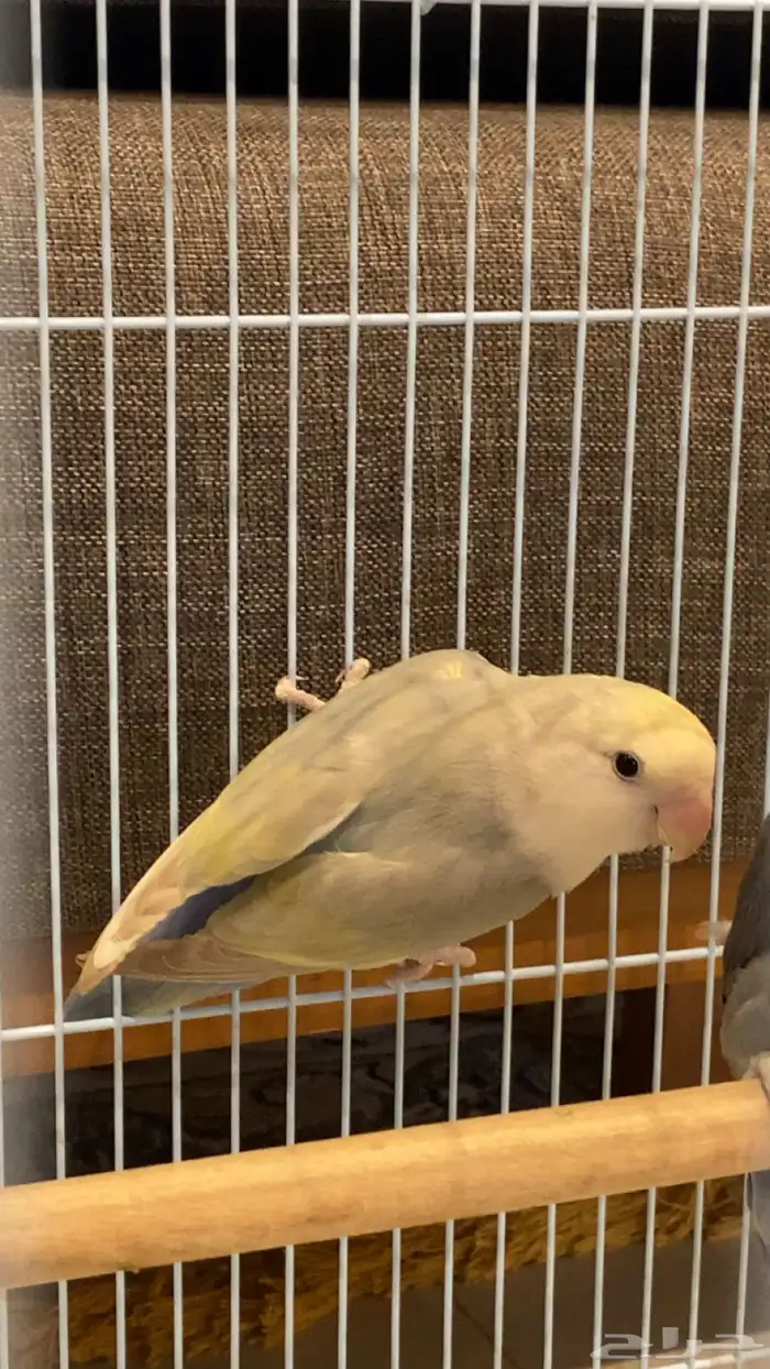 جوز روز منتج 1