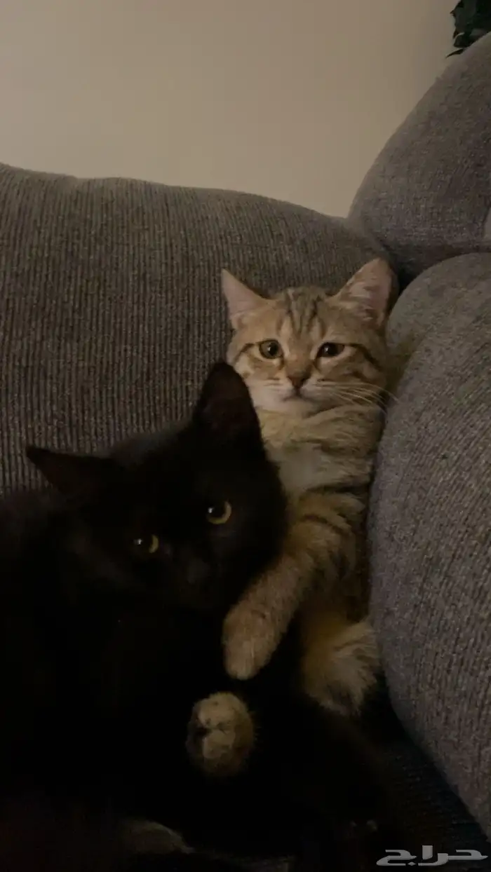 قطط للبيع 0