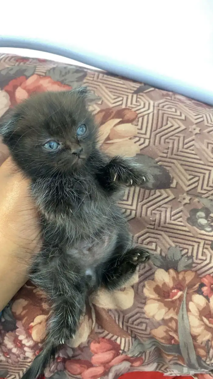 كيتن للبيع وأمهم للتبني 1