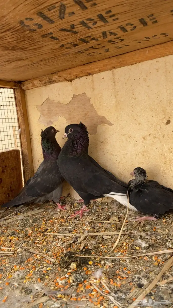 للبيع جوز قلابي معه فرخ 0