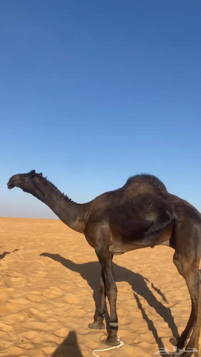 قعود جذع ولد صليبان ودعان ولد صليبان الدوده 0