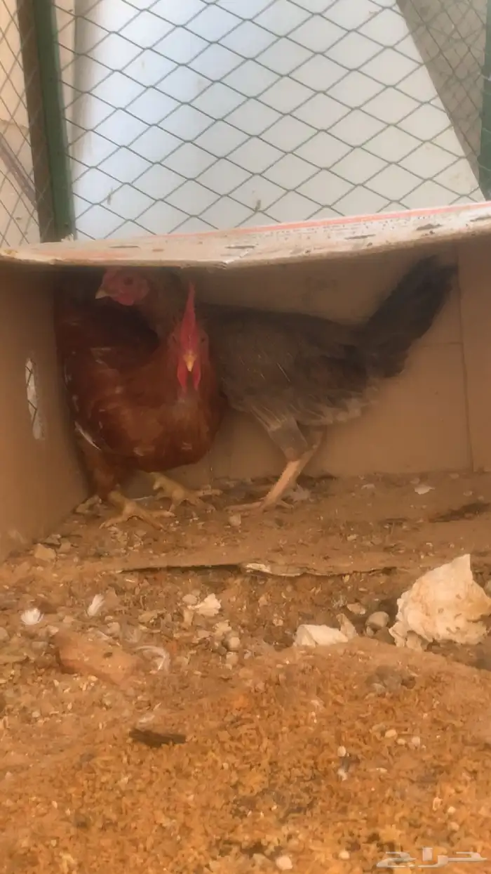 سلام عليكم ورحمة وبركاته ورحمة عرض حمام وديك ودجاجه 1