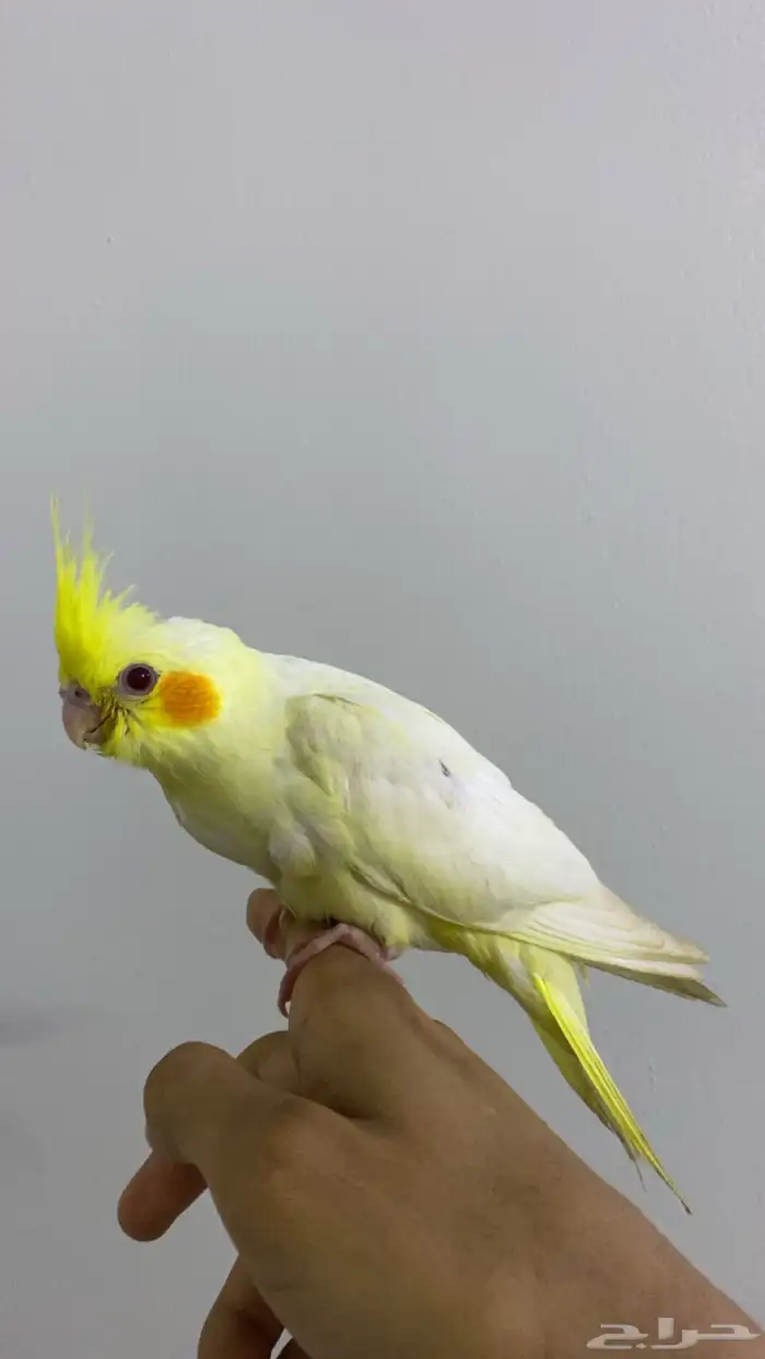 للبيع كروان لاتينو أليف جدا 2