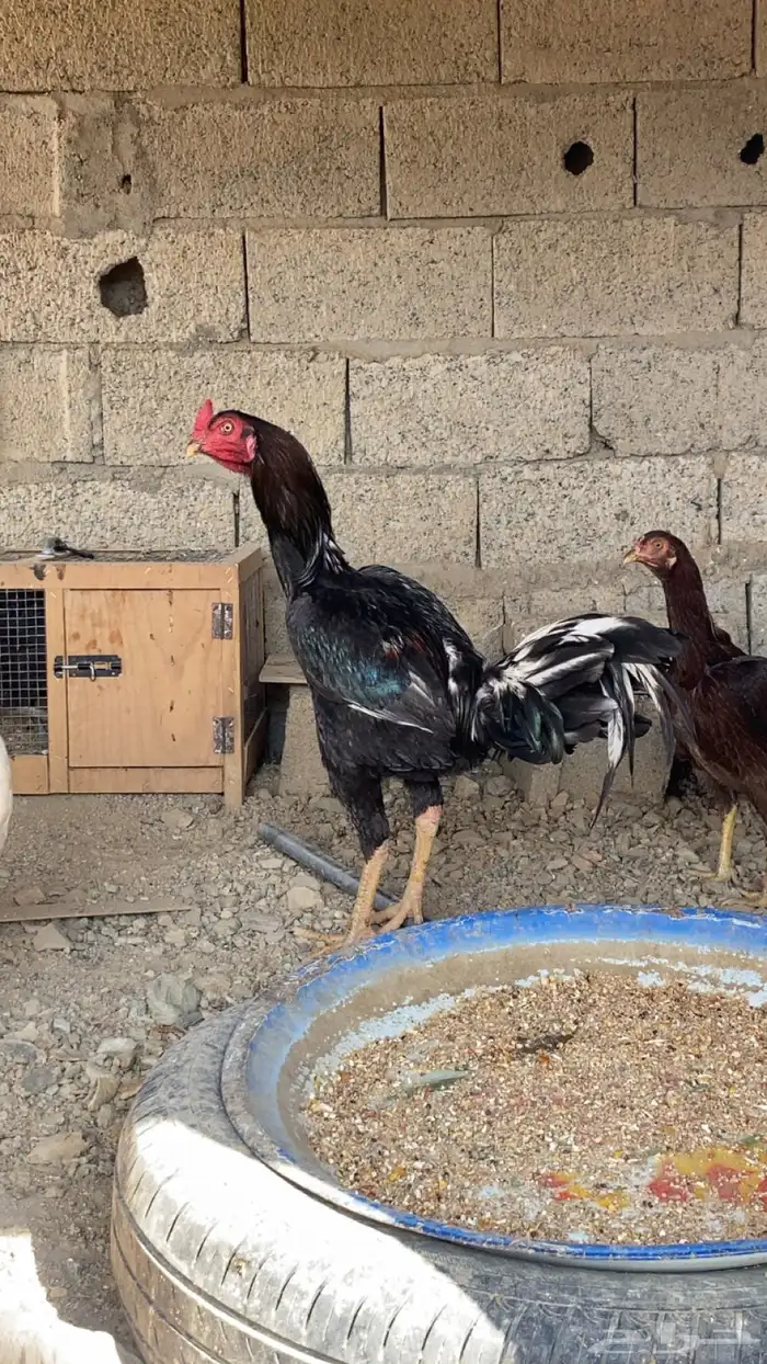 ديك سندي مهجن بلدي 1