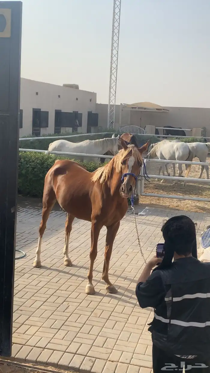 فرس شعبيه من فواخر الشعبيات 6