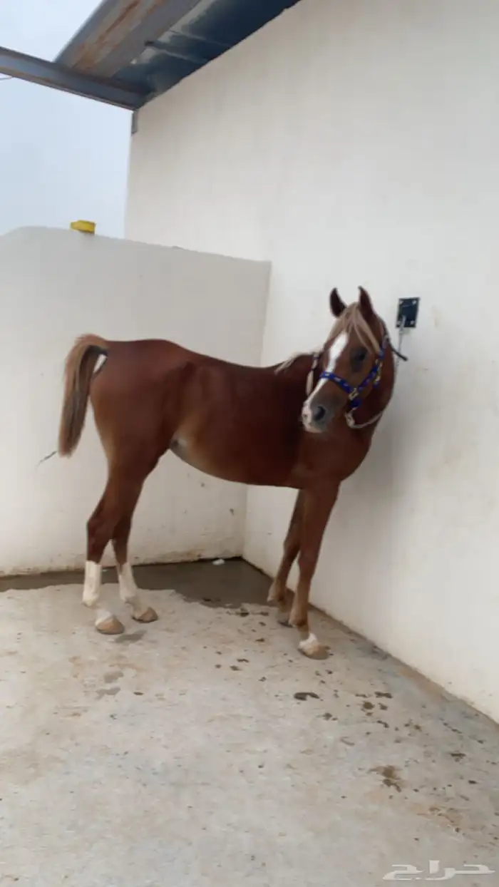 فرس شعبيه من فواخر الشعبيات 2