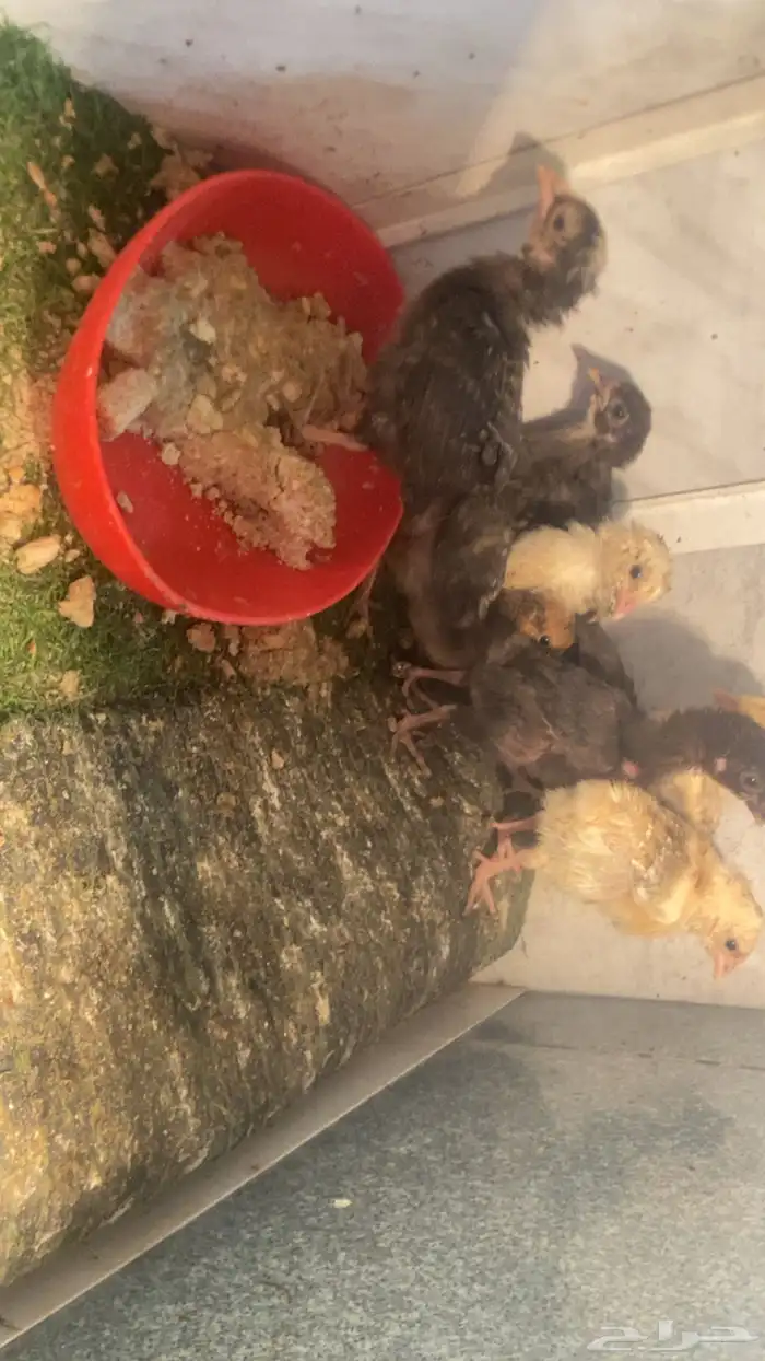 صيصان للبيع على السوم 0