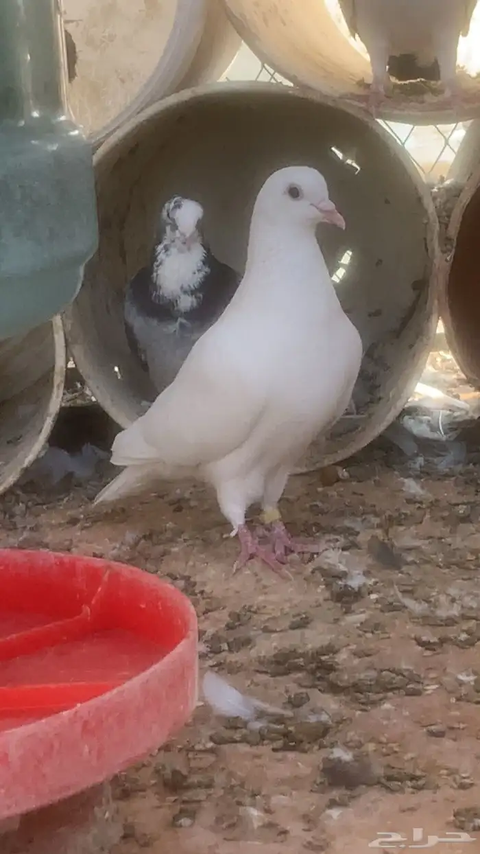 سلام عليكم ورحمة وبركاته ورحمة عرض حمام وديك ودجاجه 0