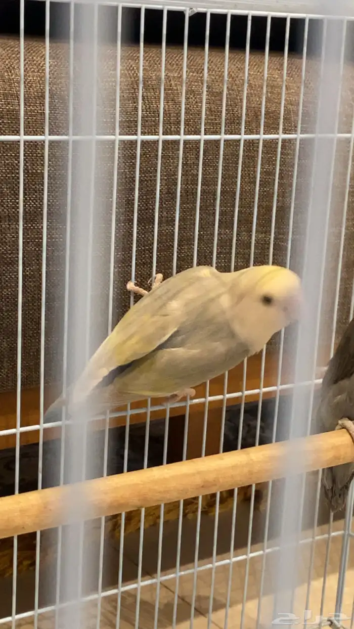 جوز روز منتج 0