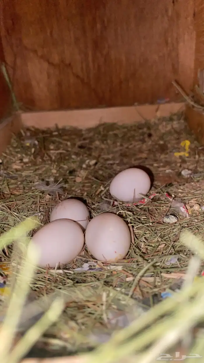 جوز روز منتج 3