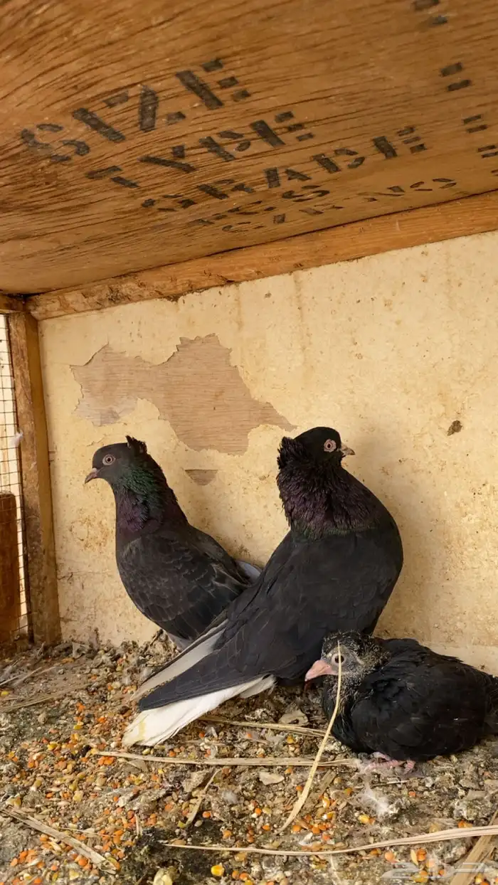 للبيع جوز قلابي معه فرخ 1