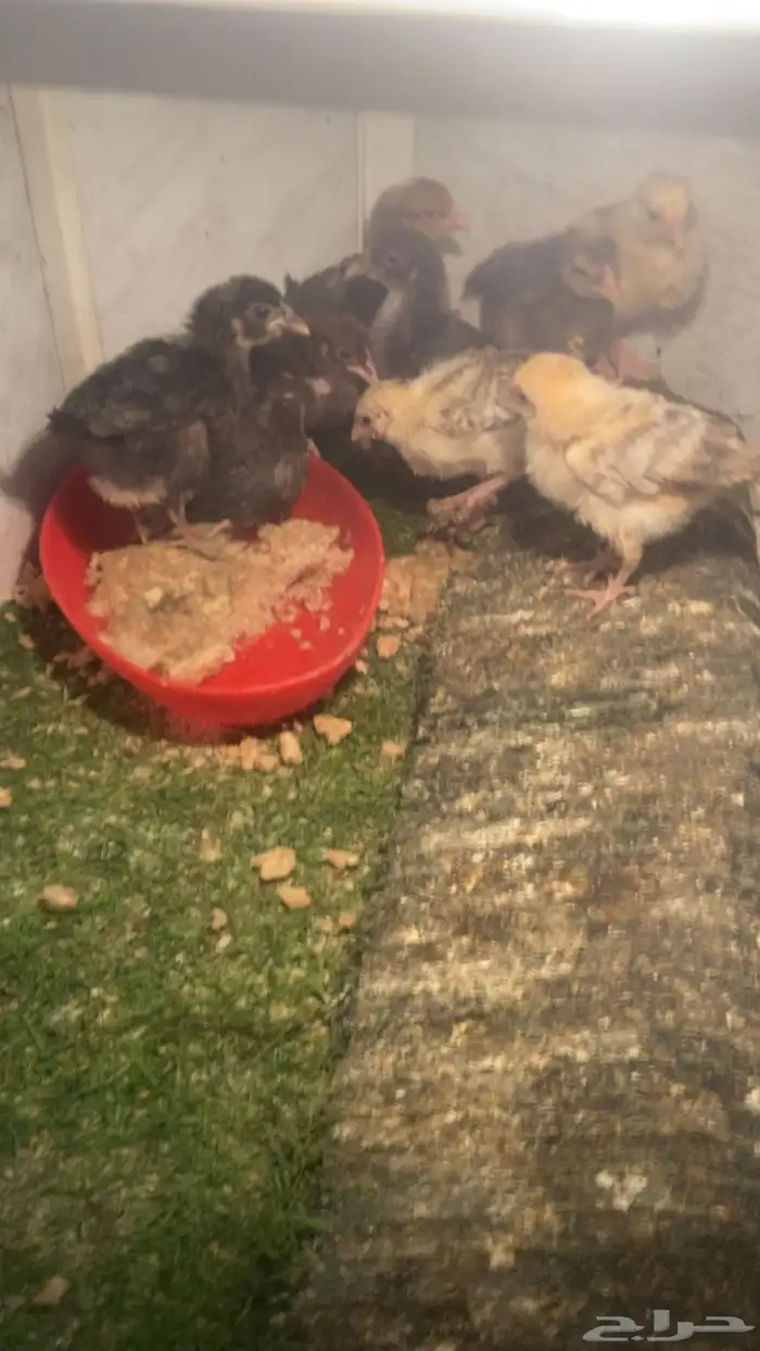 صيصان للبيع على السوم 1