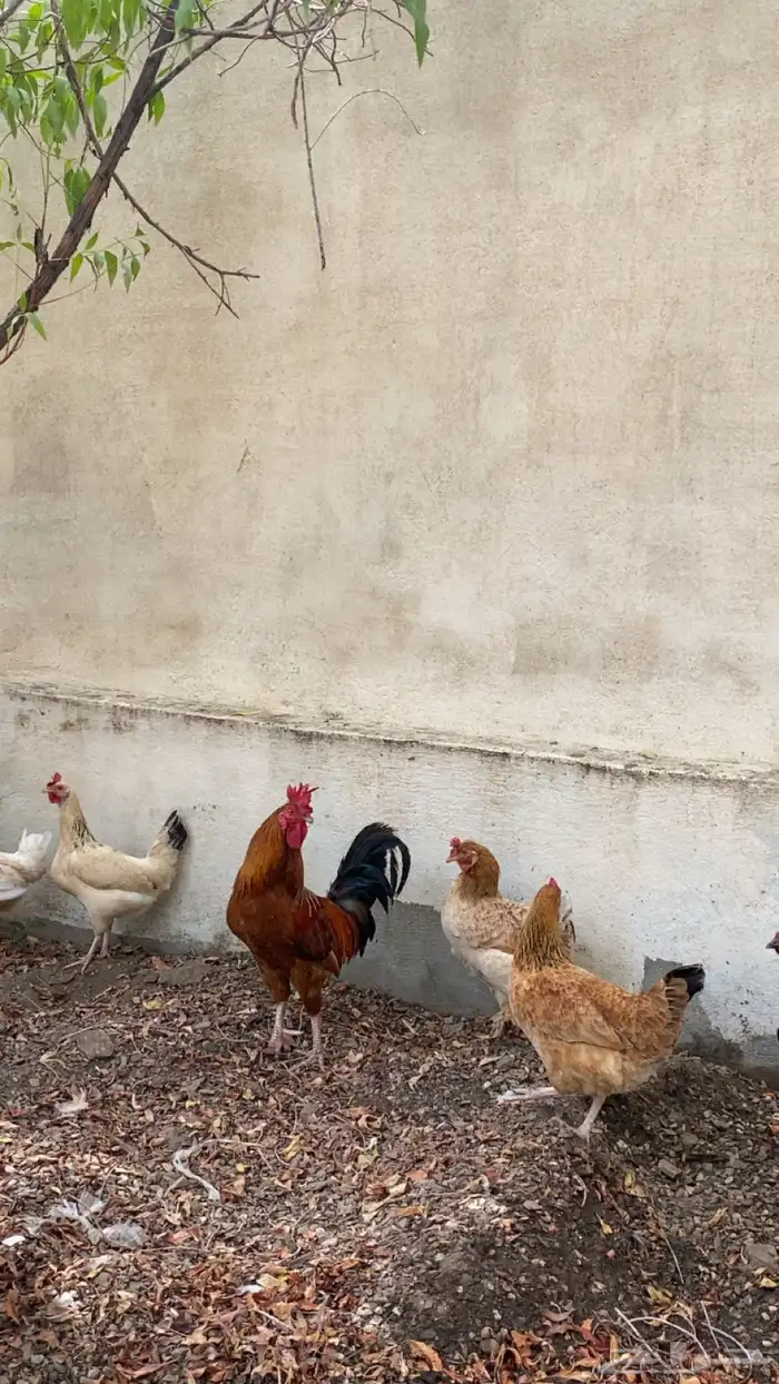 دجاج بلدي حضان 0