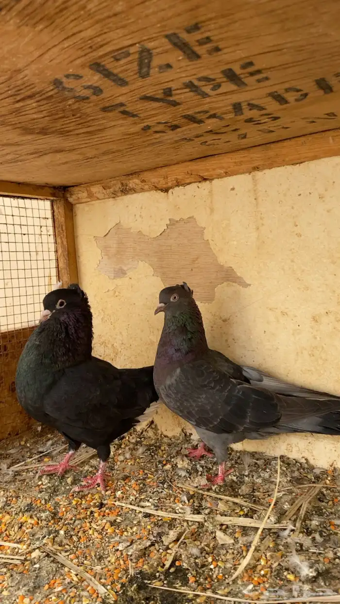 للبيع جوز قلابي معه فرخ 2