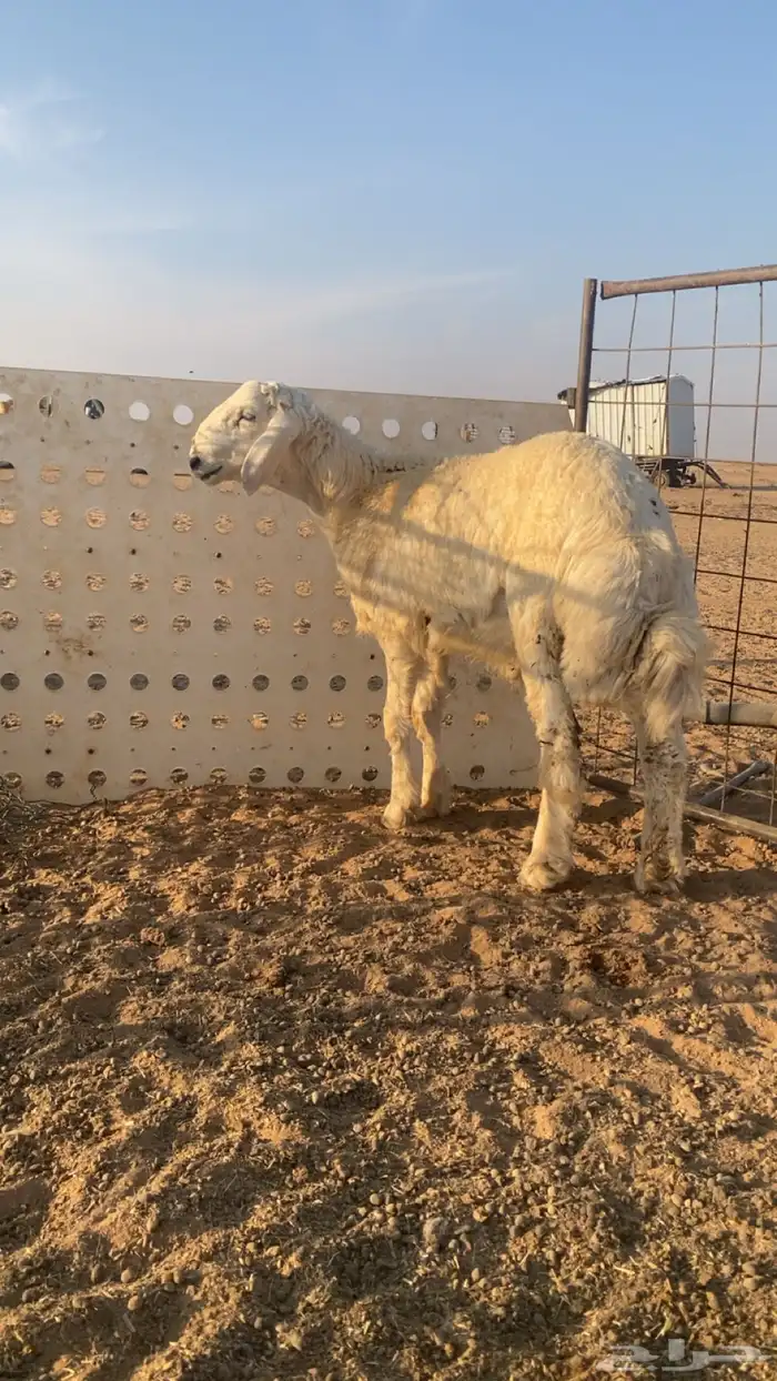 للبيع مشروع فحل حري 1