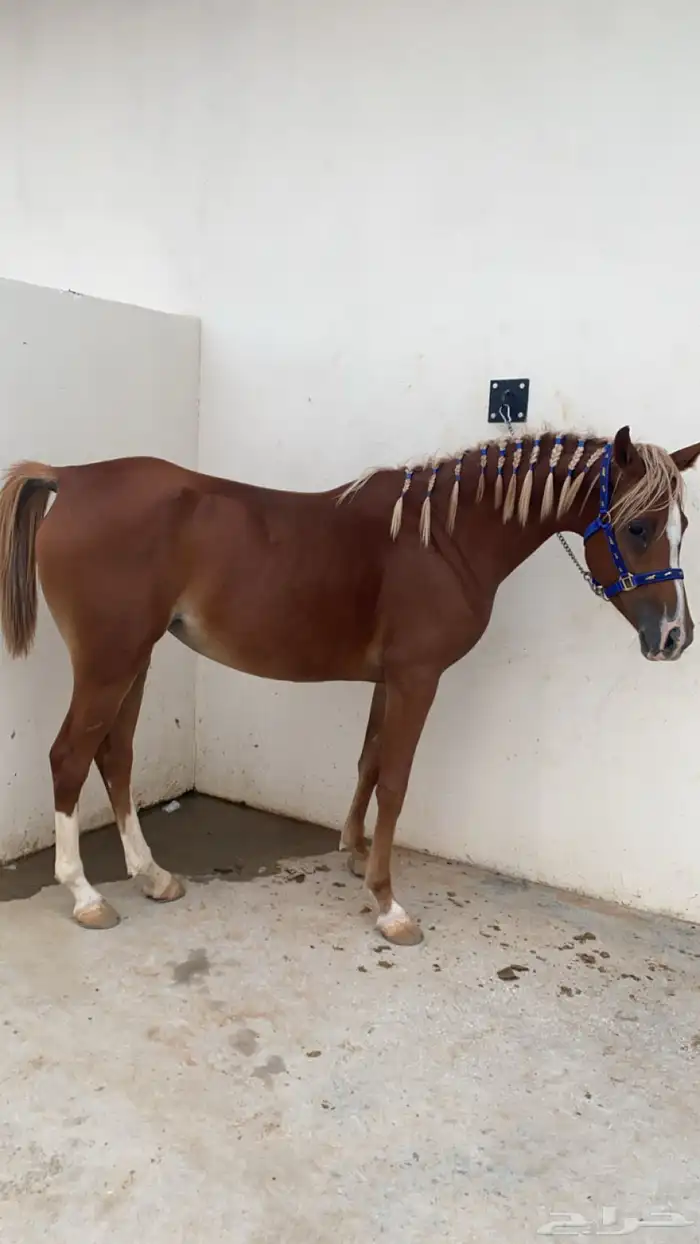 فرس شعبيه من فواخر الشعبيات 3