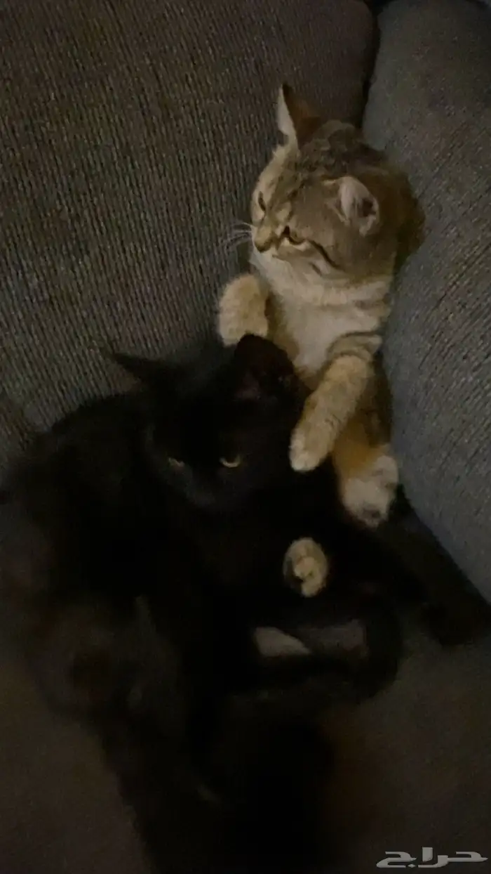 قطط للبيع 3
