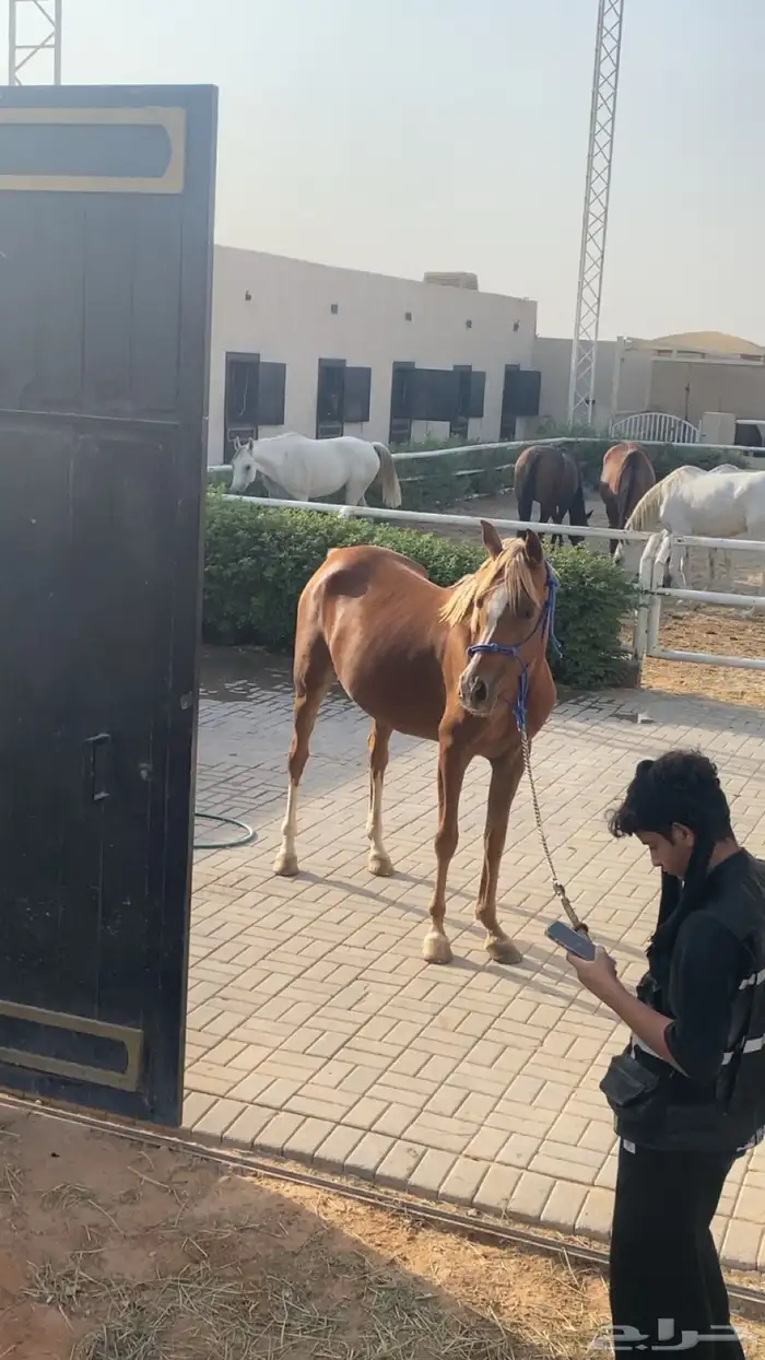 فرس شعبيه من فواخر الشعبيات 7