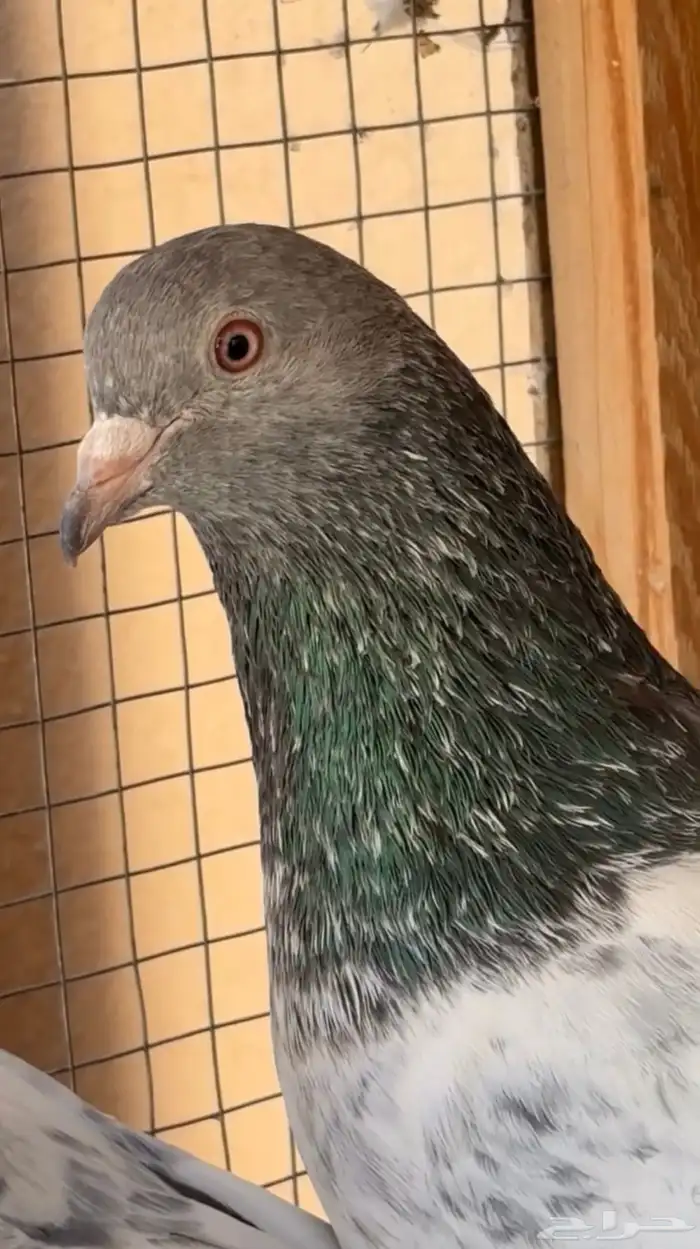 زوج قولدن مام دين آساس TOP حمام باكستاني 6