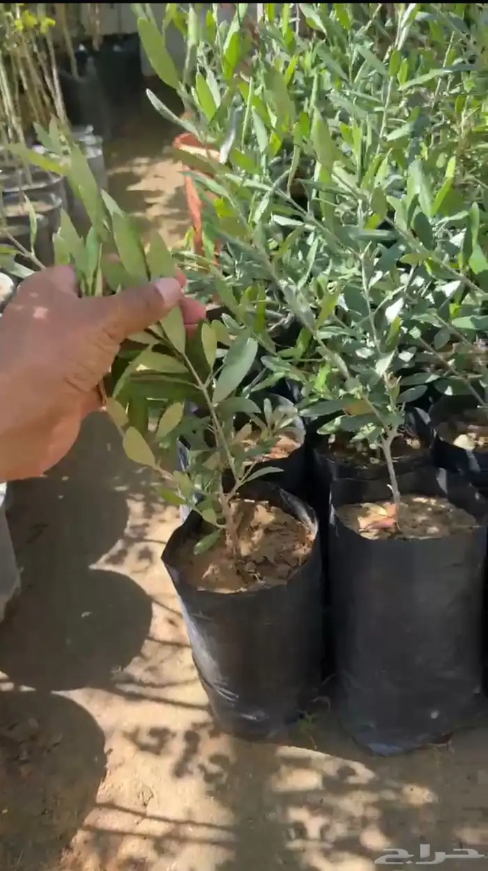 للبيع شتل زيتون نيبالي محسن 0