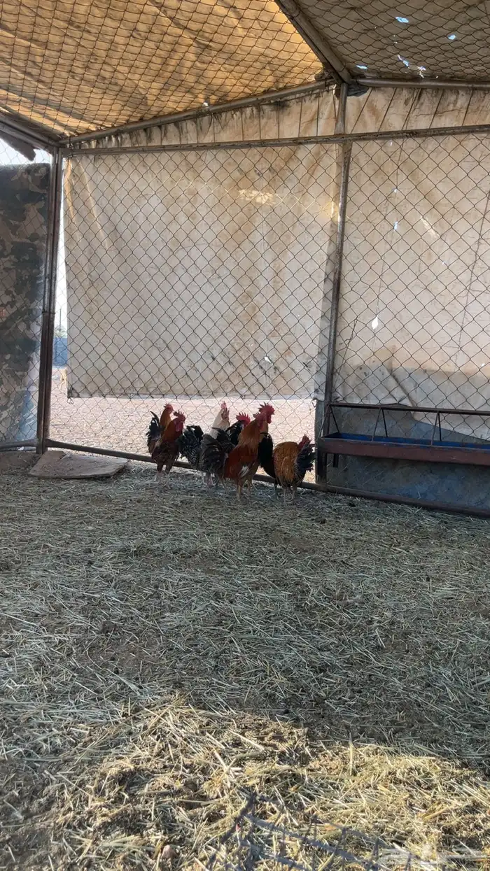 للبيع اديكه 0