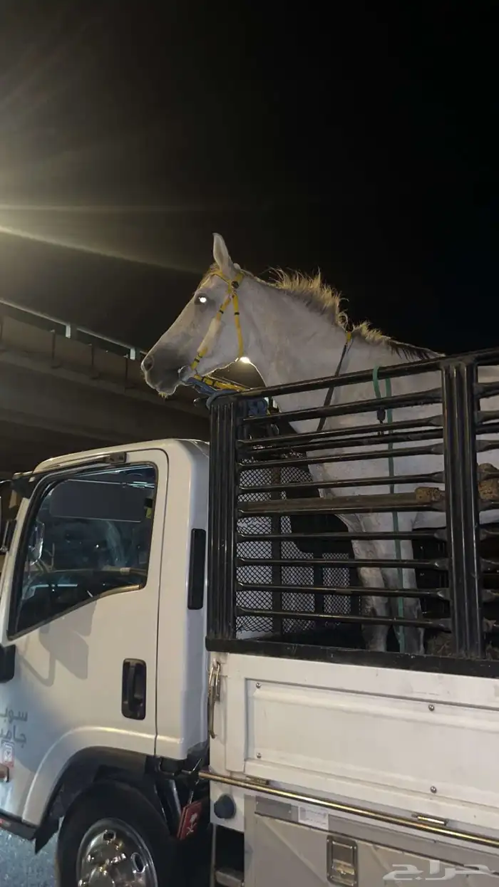 حصان للبيع كفو 2