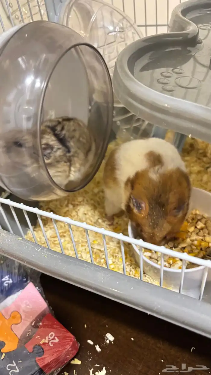 هامستر للبيع 0