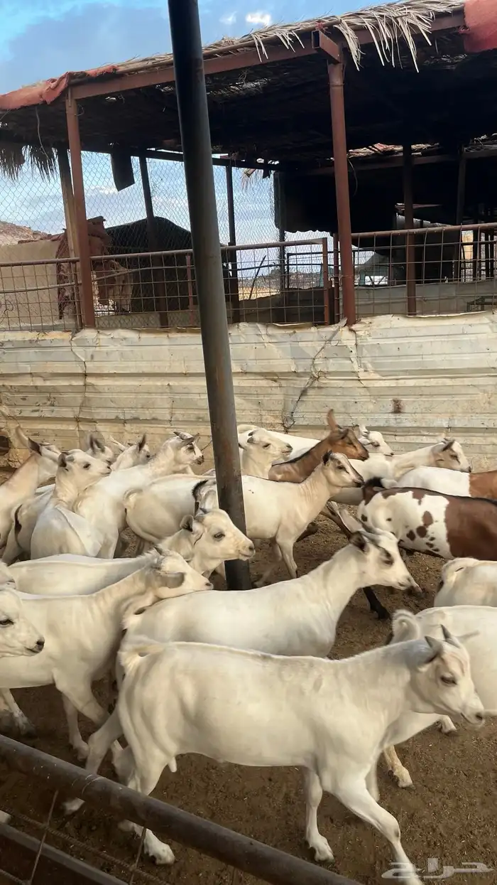 تيوس جدع مخاصي بيشي 11