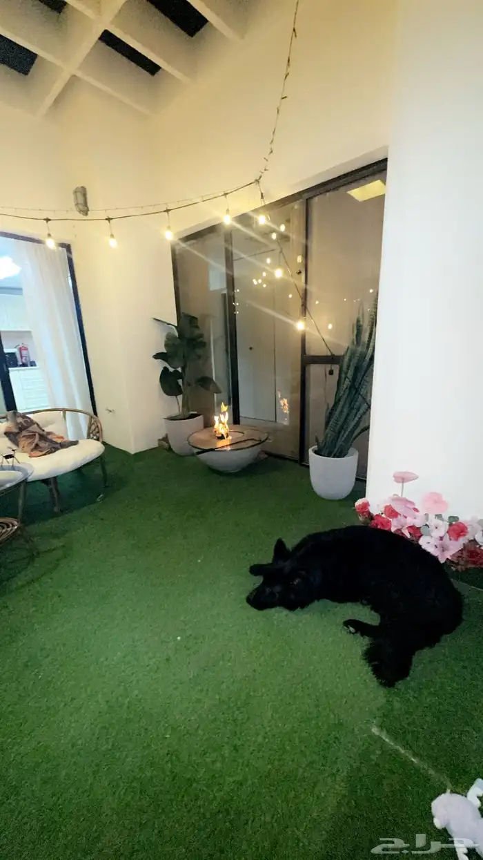 كلب جيرمن شبرد رويال بلاك لونق هير .. لتزاوج 2