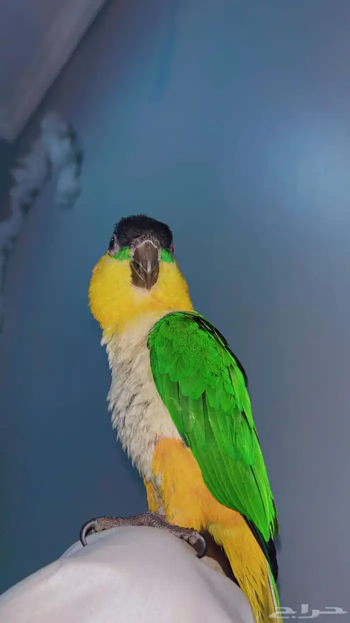 بغبغاء كايك تم البيع 0