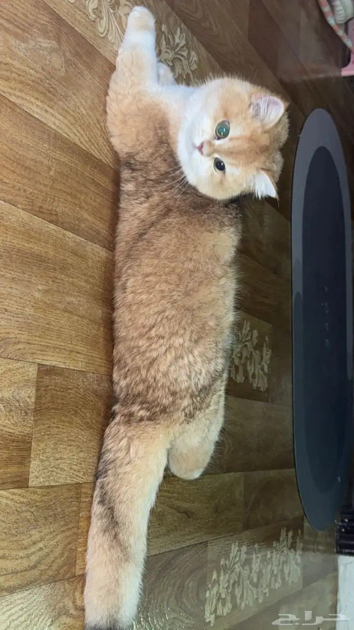 البيع قطط برتش 3