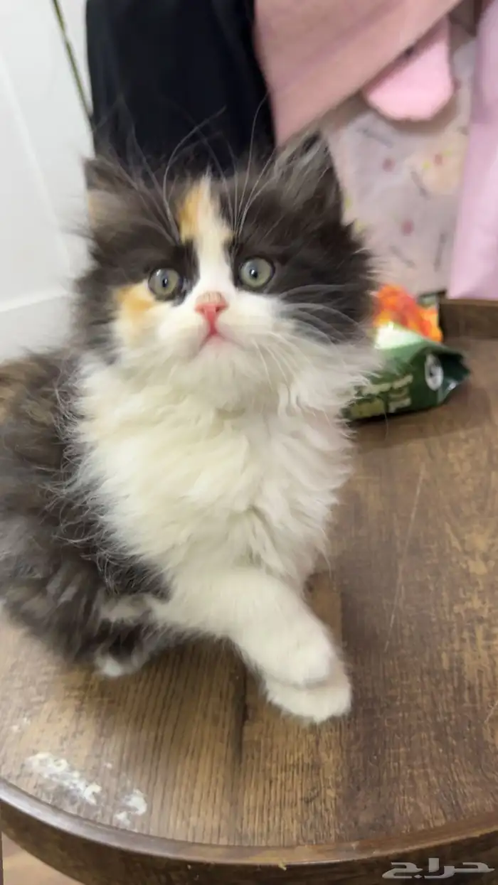 قطط للبيع كتن شهرين 1